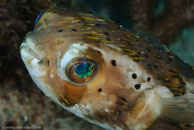 Balloonfish (Diodon holocanthus)