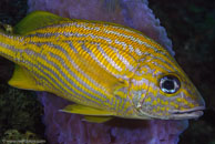 French Grunt (Haemulon flavolineatum)