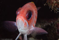 Squirrelfish (Holocentrus adscensionis)