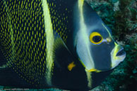 French Angelfish (Pomacanthus paru)