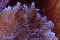 Azure Vase Sponge (Callyspongia plicifera)