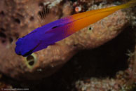 Fairy Basslet (Gramma loreto)