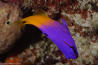 Fairy Basslet (Gramma loreto)