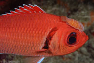 Blackbar Soldierfish (Myripristis jacobus)