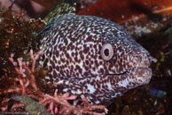 Spotted Moray (Gymnothorax moringa)
