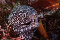 Spotted Moray (Gymnothorax moringa)