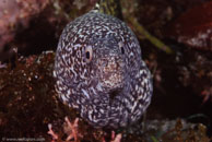 Spotted Moray (Gymnothorax moringa)