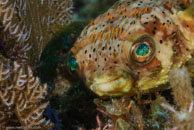 Balloonfish (Diodon holocanthus)