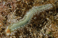 Bearded Fireworm (Hermodice carunculata)