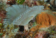 Variegated Feather Duster (Bispira variegata)