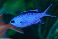 Blue Chromis (Chromis cyanea)