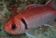 Blackbar Soldierfish (Myripristis jacobus)
