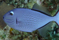 Sargassum Triggerfish (Xanthichthys ringens)