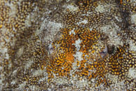 Yellow Stingray (Urolophus jamaicensis)