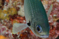 Brown Chromis (Chromis multilineata)
