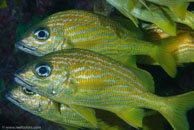 French Grunt (Haemulon flavolineatum)