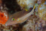 Sharpnose Puffer (Canthigaster rostrata)