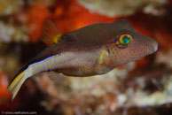 Sharpnose Puffer (Canthigaster rostrata)