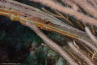 Trumpetfish (Aulostomus maculatus)
