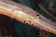 Trumpetfish (Aulostomus maculatus)