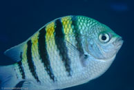 Sergeant Major (Abudefduf saxatilis)