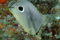 Foureye Butterflyfish (Chaetodon capistratus)