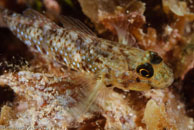 Colon Goby ? (Coryphopterus dicrus)