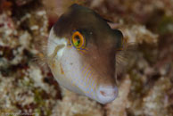 Sharpnose Puffer (Canthigaster rostrata)