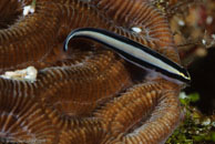 Cleaning Goby (Gobiosoma genie)