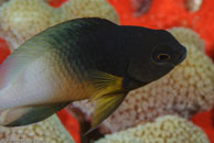Bicolor Damselfish (Stegastes partitus)