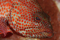 Red Hind (Epinephelus guttatus)
