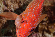 Coney (Cephalopholis fulva)