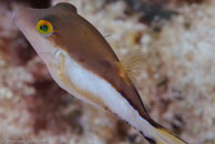 Sharpnose Puffer (Canthigaster rostrata)