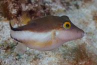 Sharpnose Puffer (Canthigaster rostrata)