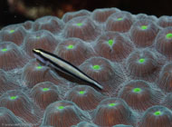 Cleaning Goby (Gobiosoma genie)