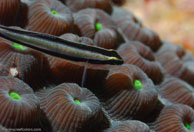Cleaning Goby (Gobiosoma genie)