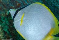 Spotfin Butterflyfish (Chaetodon ocellatus)