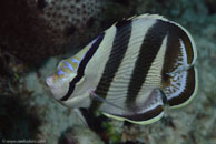 Banded Butterflyfish (Chaetodon striatus)