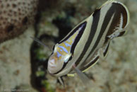 Banded Butterflyfish (Chaetodon striatus)