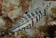 Harlequin Bass (Serranus tigrinus)