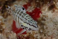 Harlequin Bass (Serranus tigrinus)