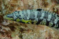 Harlequin Bass (Serranus tigrinus)