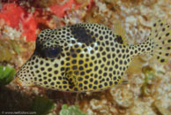 Spotted Trunkfish (Lactophrys bicaudalis)