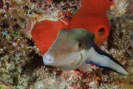 Sharpnose Puffer (Canthigaster rostrata)