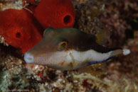 Sharpnose Puffer (Canthigaster rostrata)