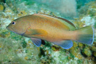 Coney (Cephalopholis fulva)