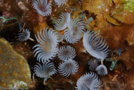 Social Feather Duster (Bispira brunnea)