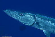 Great Barracuda (Sphyraena barracuda)
