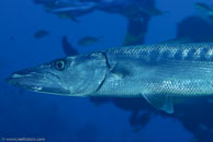 Great Barracuda (Sphyraena barracuda)