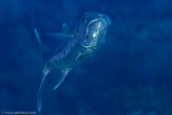 Great Barracuda (Sphyraena barracuda)